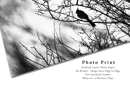 Снимка птици Печат (без рамка) Изображение на кардинал пустинята Пиррулоксия на клон на дърво по Протежение на река Сан