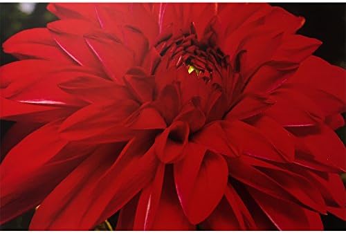 Принт на платно с червено цвете Рафаел Росен: Стенни отпечатъци върху платно-високо качество в дебелото дървена рамка