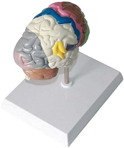 Образователна модел LAErper, Анатомическая модел на Човешкия Мозък - PVC Модел на Мозъка / Основни Учебни комплекти Учебни