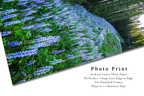 Снимка на Скалистите планини, Принт (Без рамка), Вертикално изображение Лилаво лупина в Борова гора в Монтана, Диви цветя,