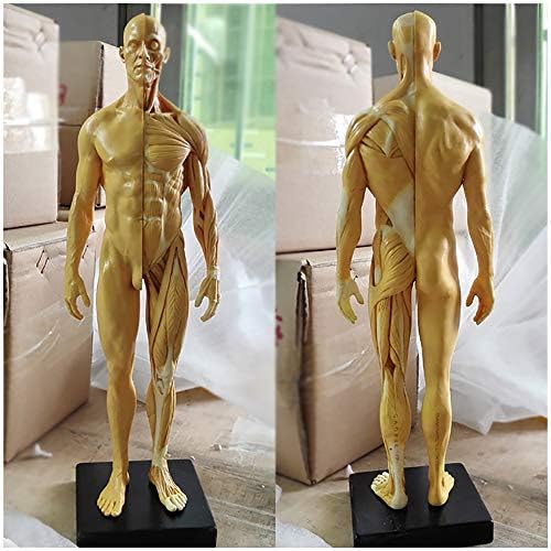 Модел мъжки Анатомични парчета - Художествена Модел Анатомична структура на човешките мускули, Черепи, костите на Главата