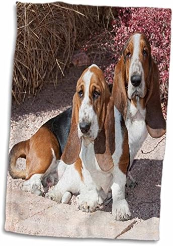 3D Розови Две Чистокръвен куче от породата Басет куче Близо до Червен Храст-Na02 Pwo0061-Кърпа Piperanne Worcester, 15