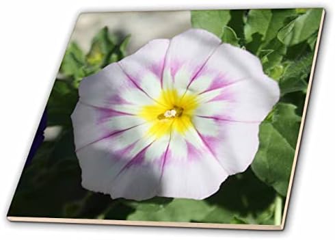 Триизмерна векторна плочки бяло джудже Morning Glory Convolvolus Tricolor (ct-371440-7)